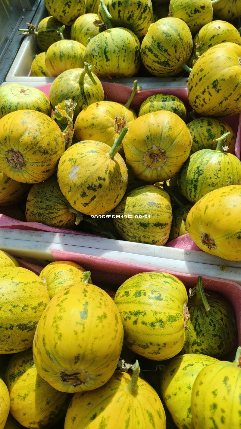 精品花蕾，绿宝产地量大供应货源充足，全国代发。