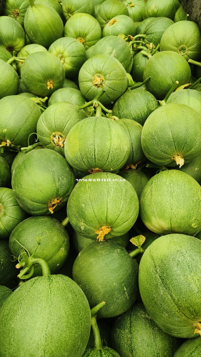 精品花蕾，绿宝产地量大供应货源充足，全国代发。