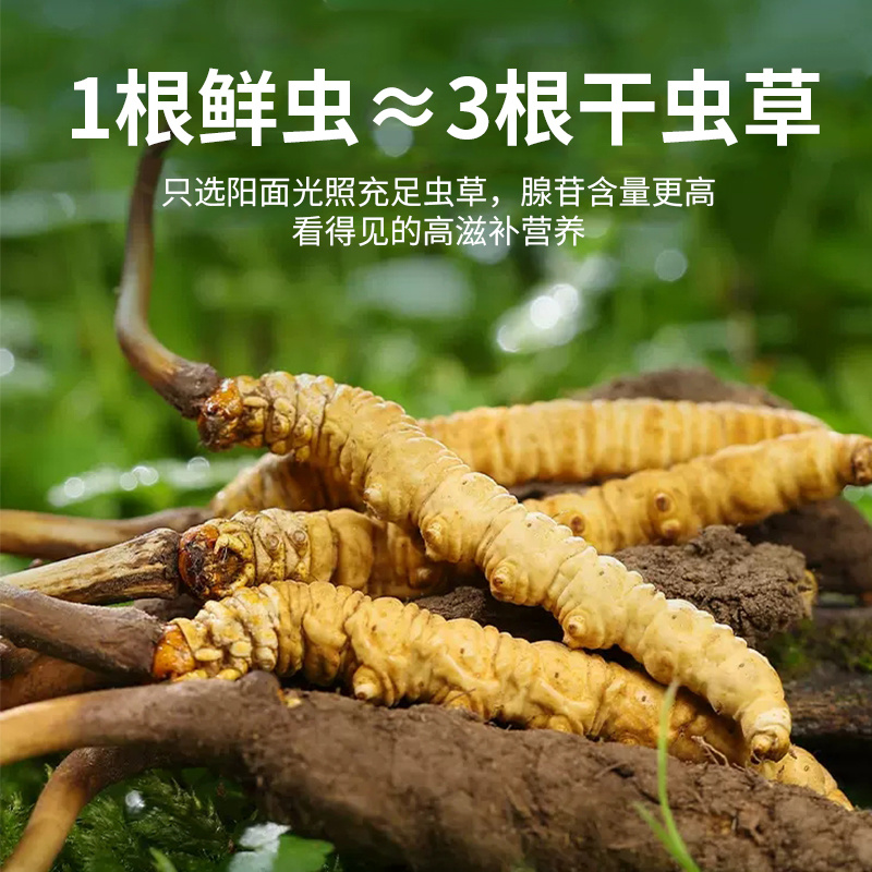 2026新鲜冬虫夏草泥巴草鲜虫草厂家直销顺丰包邮支持定制