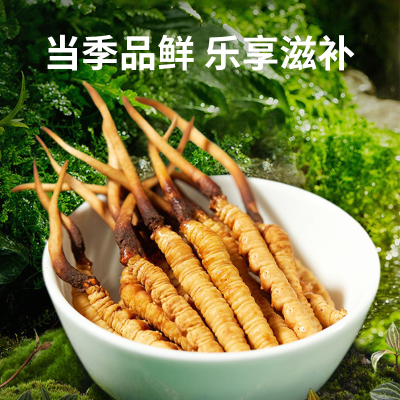 2026新鲜冬虫夏草泥巴草鲜虫草厂家直销顺丰包邮支持定制