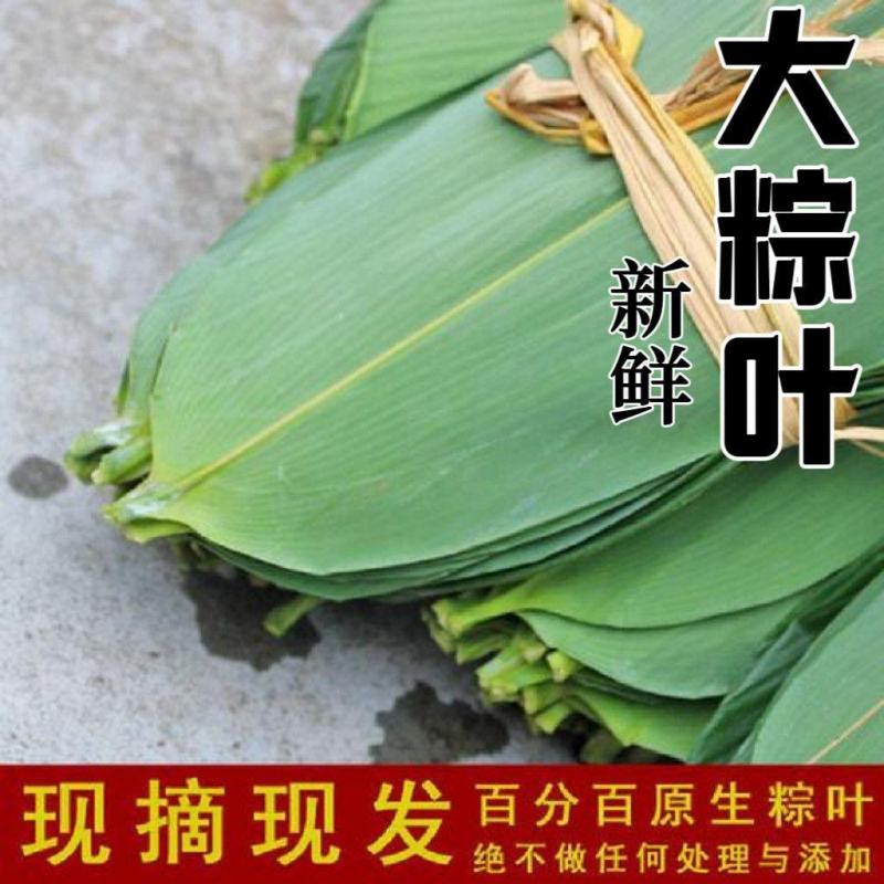 【新鲜大粽叶】特大新鲜粽叶100片天然野生箬叶包粽子叶子