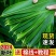 【新鲜大粽叶】特大新鲜粽叶100片天然野生箬叶包粽子叶子