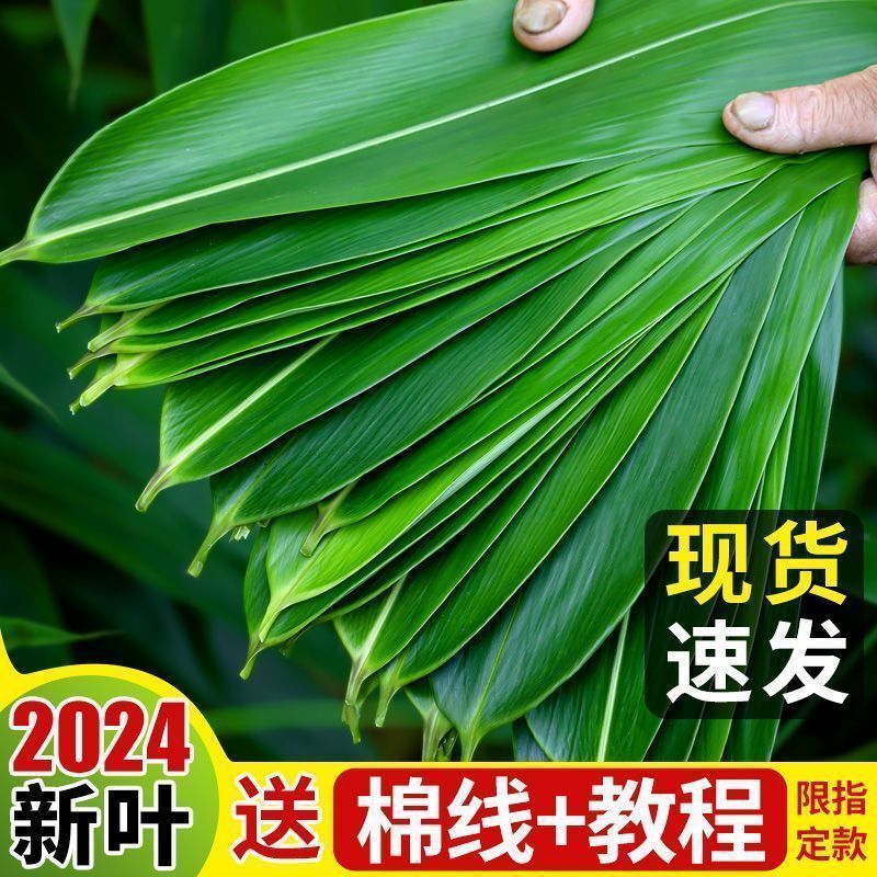 【新鲜大粽叶】特大新鲜粽叶100片天然野生箬叶包粽子叶子