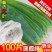 【新鲜大粽叶】特大新鲜粽叶100片天然野生箬叶包粽子叶子