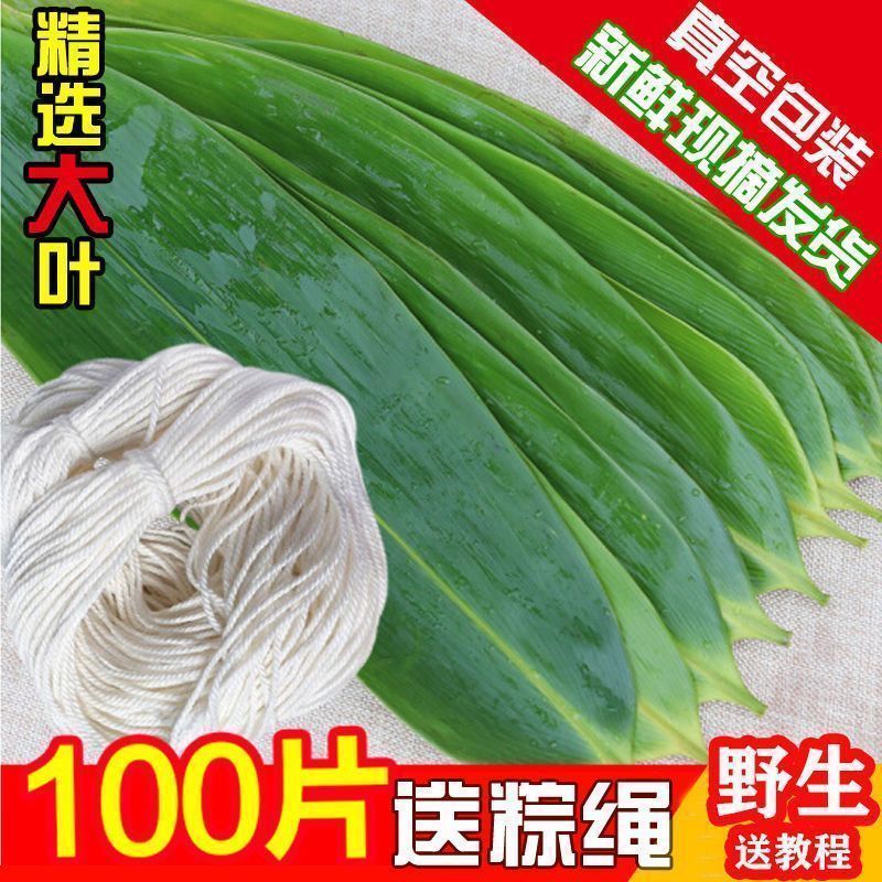 【新鲜大粽叶】特大新鲜粽叶100片天然野生箬叶包粽子叶子