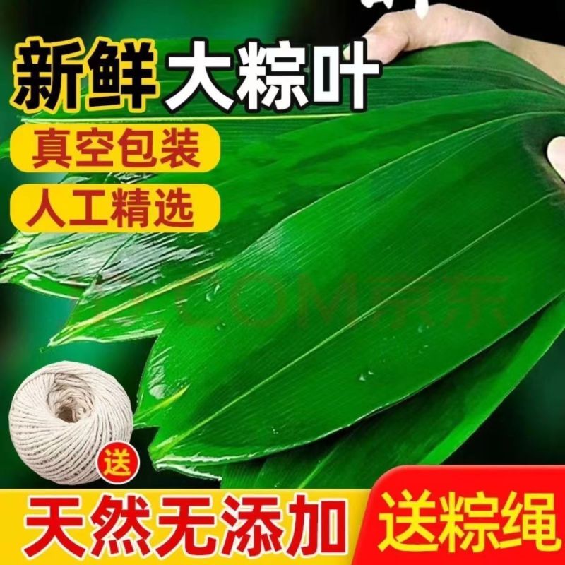 【新鲜大粽叶】特大新鲜粽叶100片天然野生箬叶包粽子叶子
