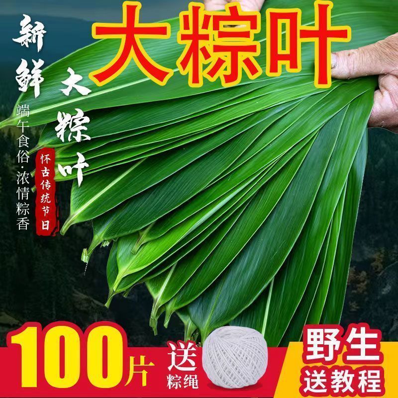 【新鲜大粽叶】特大新鲜粽叶100片天然野生箬叶包粽子叶子