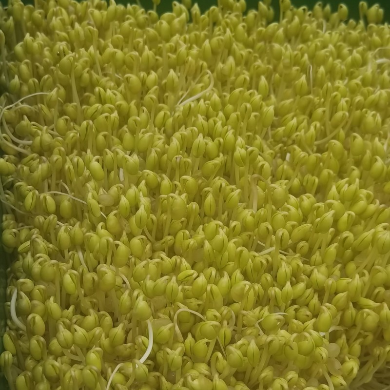 自己发的黄豆芽。只用自来水发芽不放任何添加剂