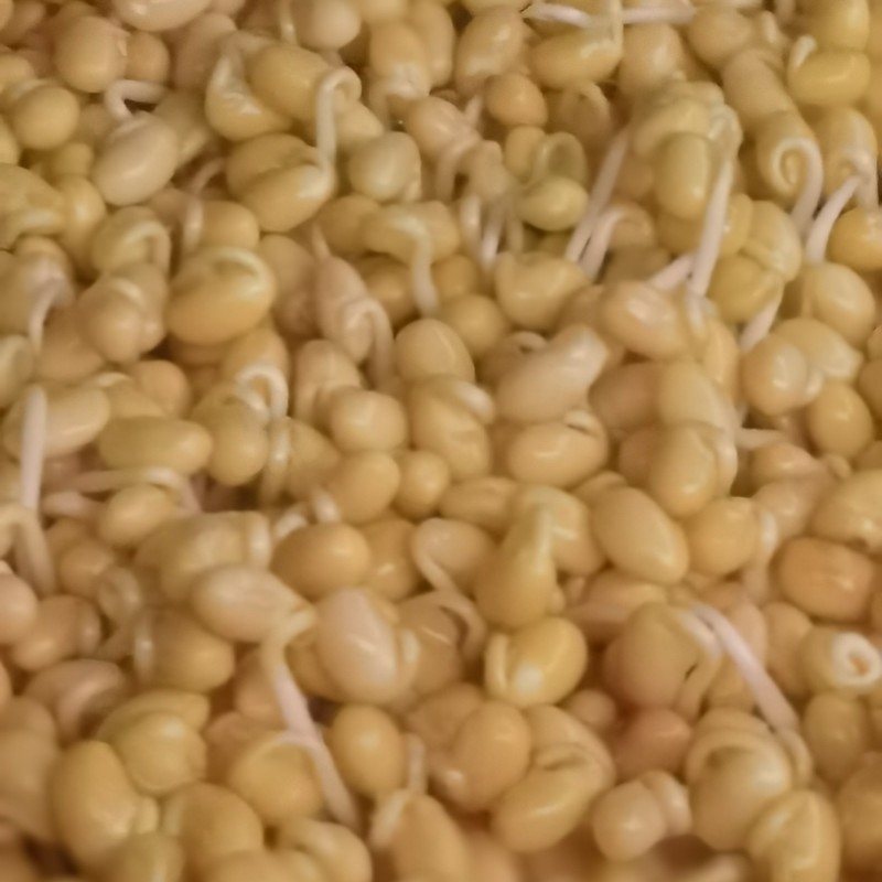 自己发的黄豆芽。只用自来水发芽不放任何添加剂