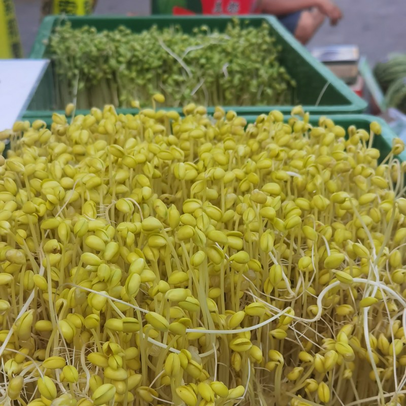 自己发的黄豆芽。只用自来水发芽不放任何添加剂