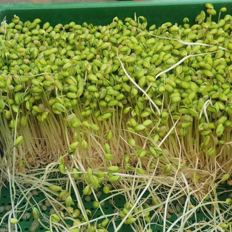 自己发的黄豆芽。只用自来水发芽不放任何添加剂
