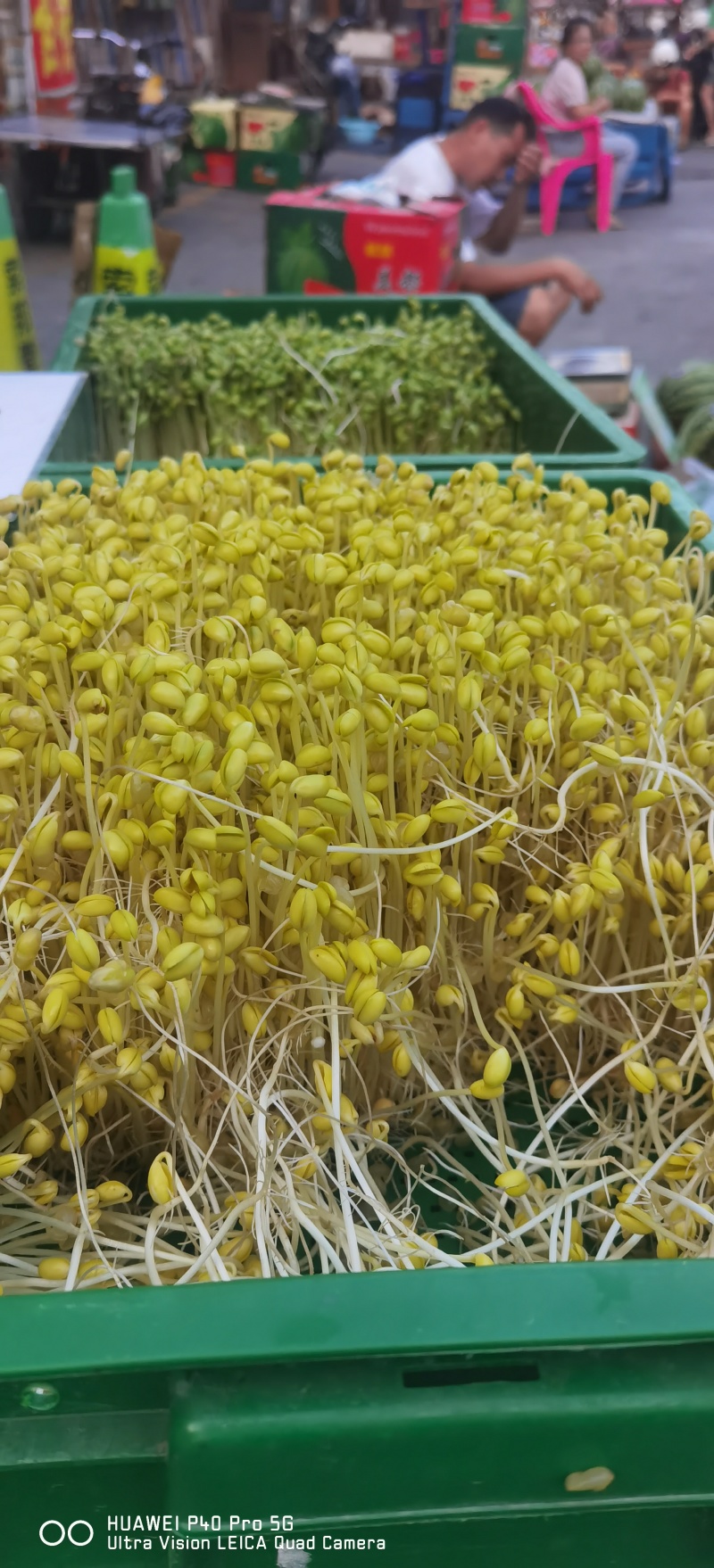 自己发的黄豆芽。只用自来水发芽不放任何添加剂