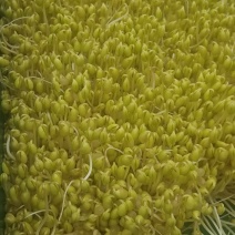 自己发的黄豆芽。只用自来水发芽不放任何添加剂