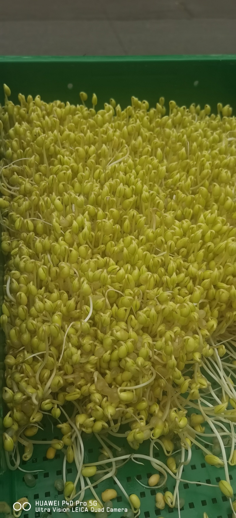 自己发的黄豆芽。只用自来水发芽不放任何添加剂