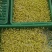 自己发的黄豆芽。只用自来水发芽不放任何添加剂