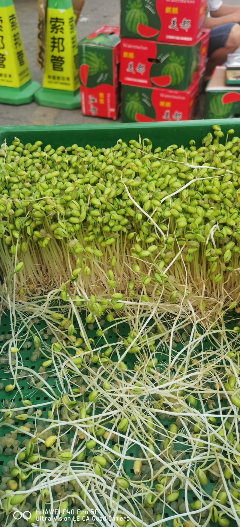 自己发的黄豆芽。只用自来水发芽不放任何添加剂