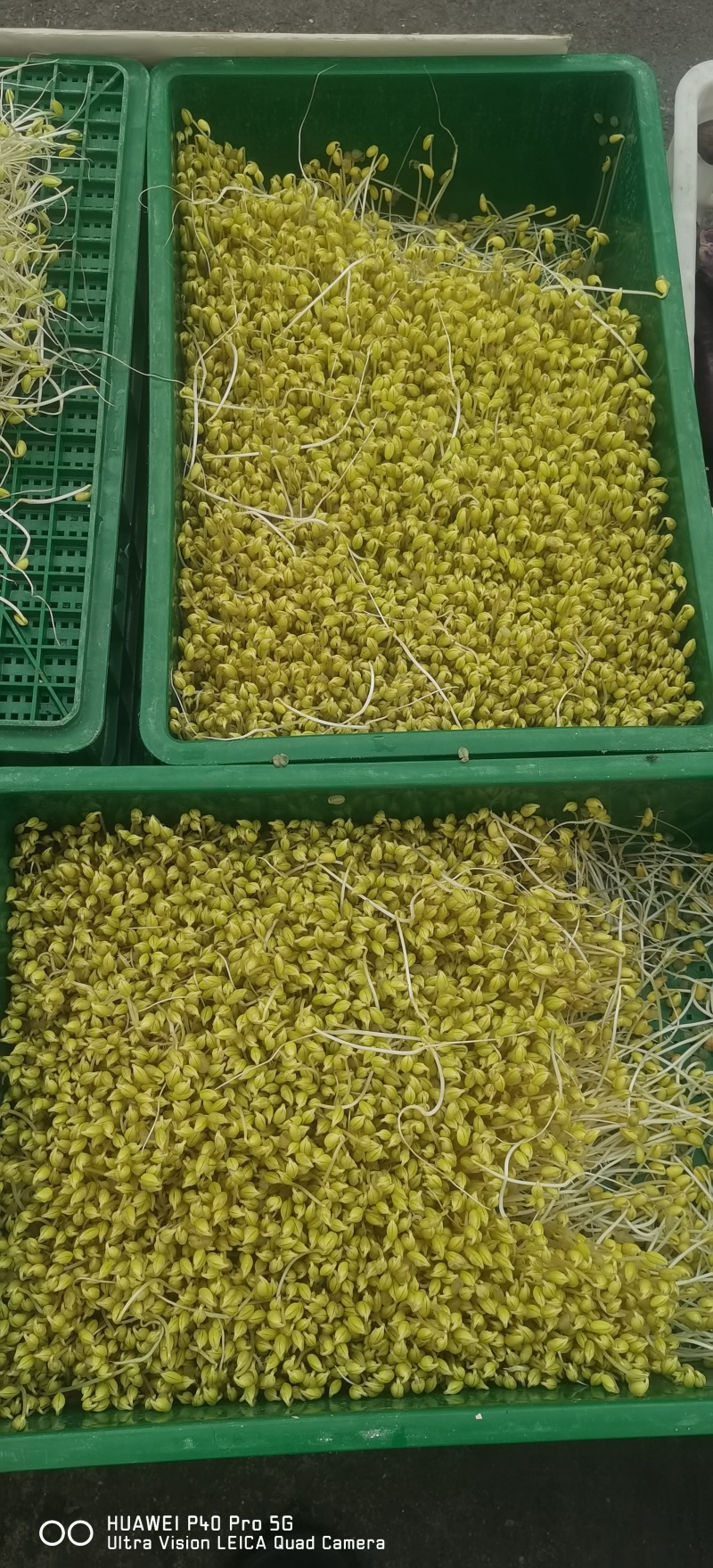自己发的黄豆芽。只用自来水发芽不放任何添加剂