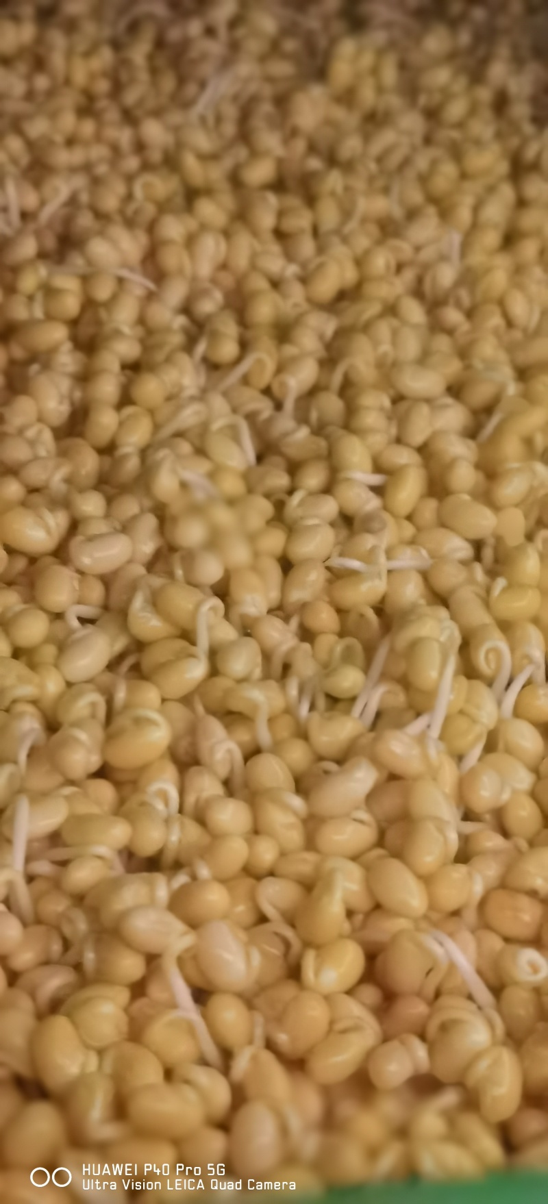 自己发的黄豆芽。只用自来水发芽不放任何添加剂
