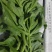 冰草，冰菜