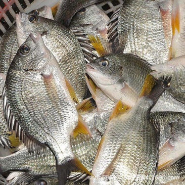 黄立鱼（黄翅鱼、黄鳍鲷）珠海金湾国家地理标志产品畅销全球