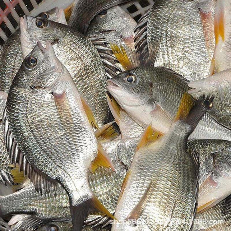 黄立鱼（黄翅鱼、黄鳍鲷）珠海金湾国家地理标志产品畅销全球