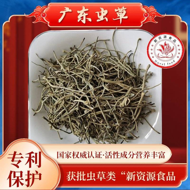 正宗广东虫草子实体厂家直销广东虫草破壁粉包邮