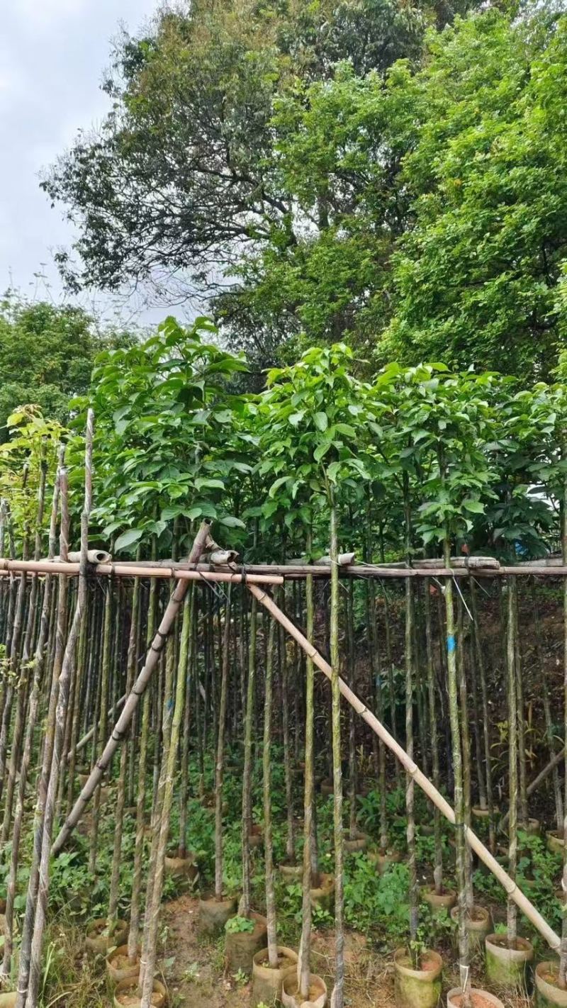 秋枫3-4-5-6公分大量低价出售绿美优选品种