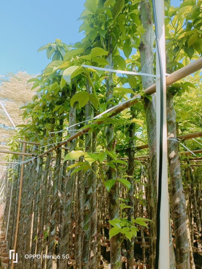 秋枫3-4-5-6公分大量低价出售绿美优选品种