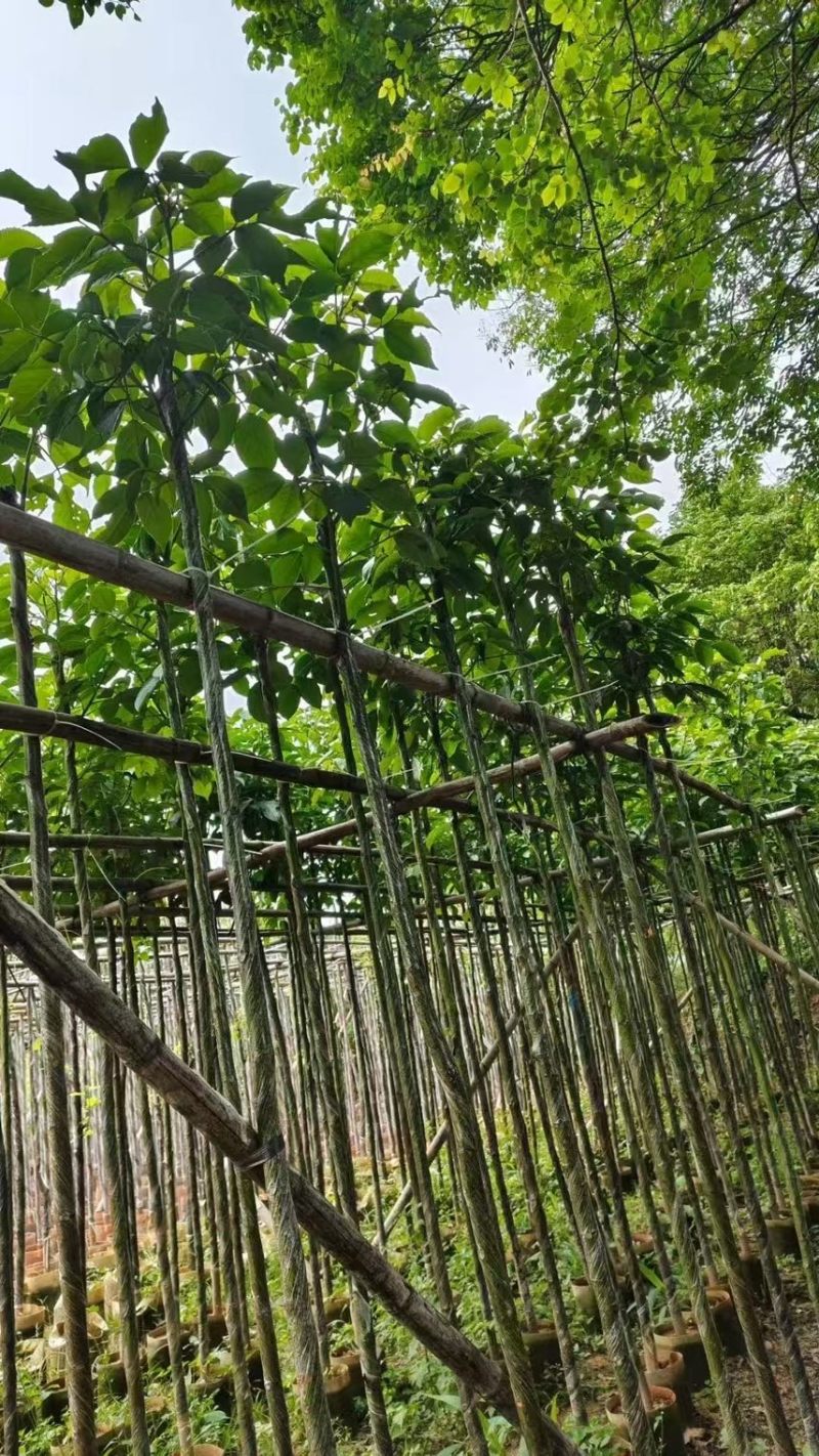 秋枫3-4-5-6公分大量低价出售绿美优选品种