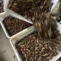 虾苗.种虾