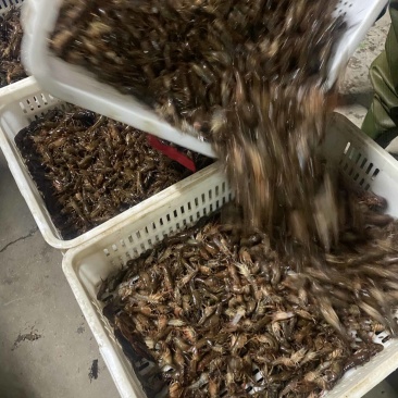 虾苗.种虾