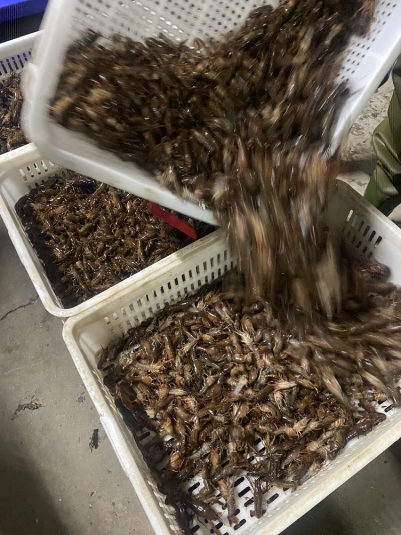 虾苗.种虾