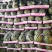 精品美都大量上市需要的联系，支持发货全国各地市场，，，，