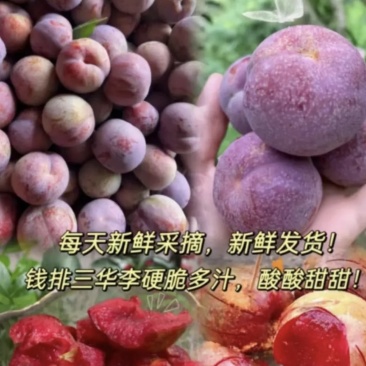 精品三华李钱排三华李子产地直发欢迎各位老板前来考察
