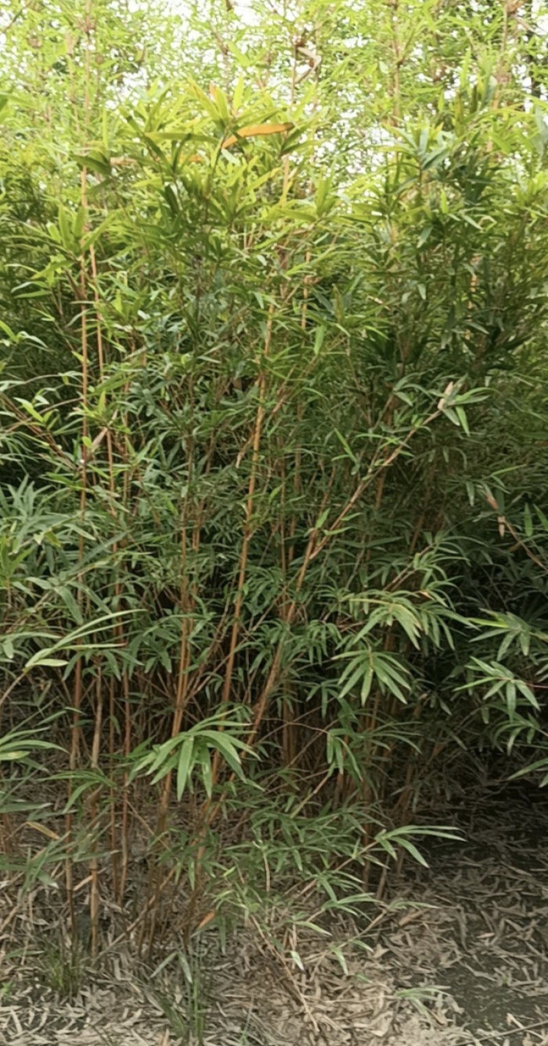 琴丝竹批发，高度2-3米，大量出售，量大从优