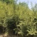 琴丝竹批发，高度2-3米，大量出售，量大从优