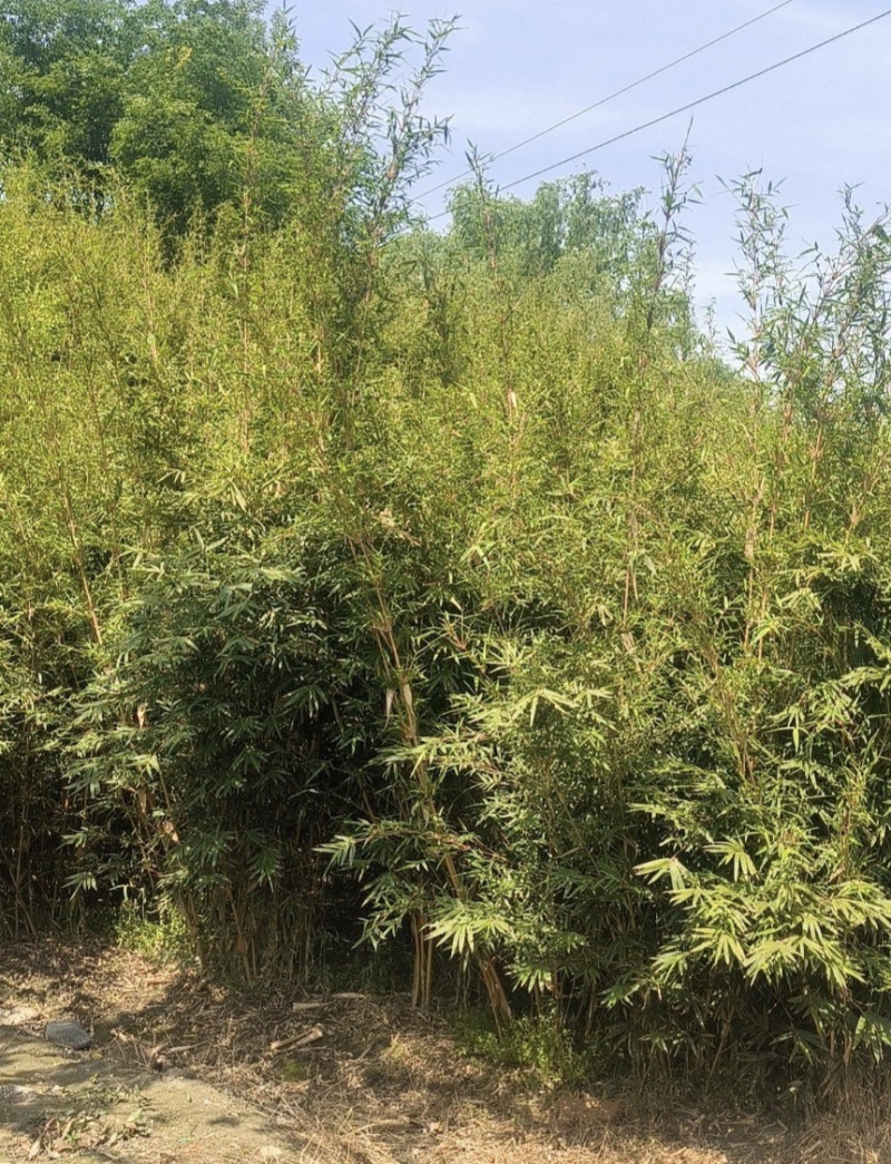 琴丝竹批发，高度2-3米，大量出售，量大从优