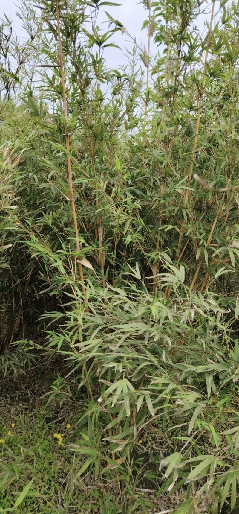 琴丝竹批发，高度2-3米，大量出售，量大从优