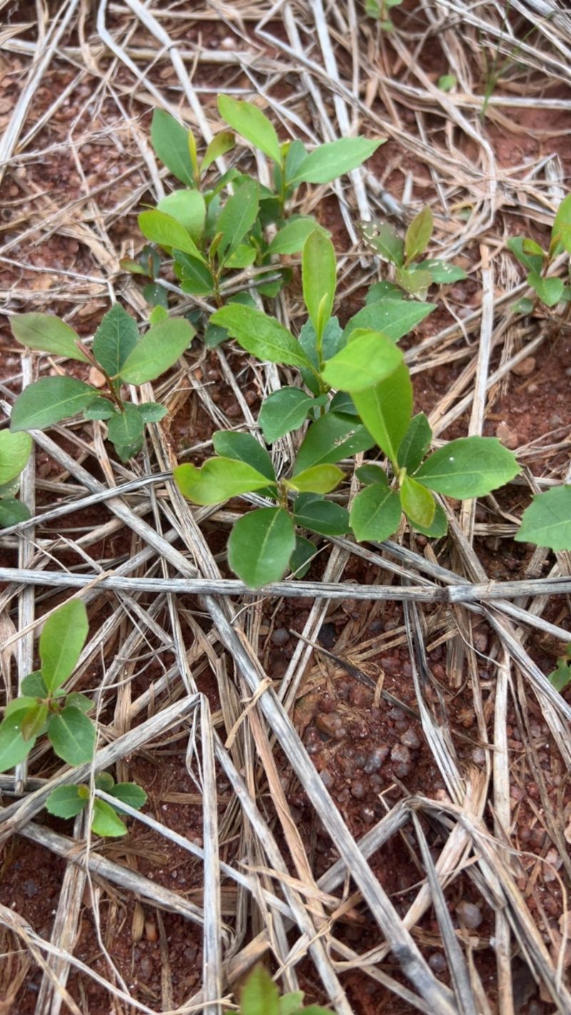 木荷芽苗奉新县邹家苗圃基地大量供应300万以上芽苗