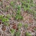 木荷芽苗奉新县邹家苗圃基地大量供应300万以上芽苗