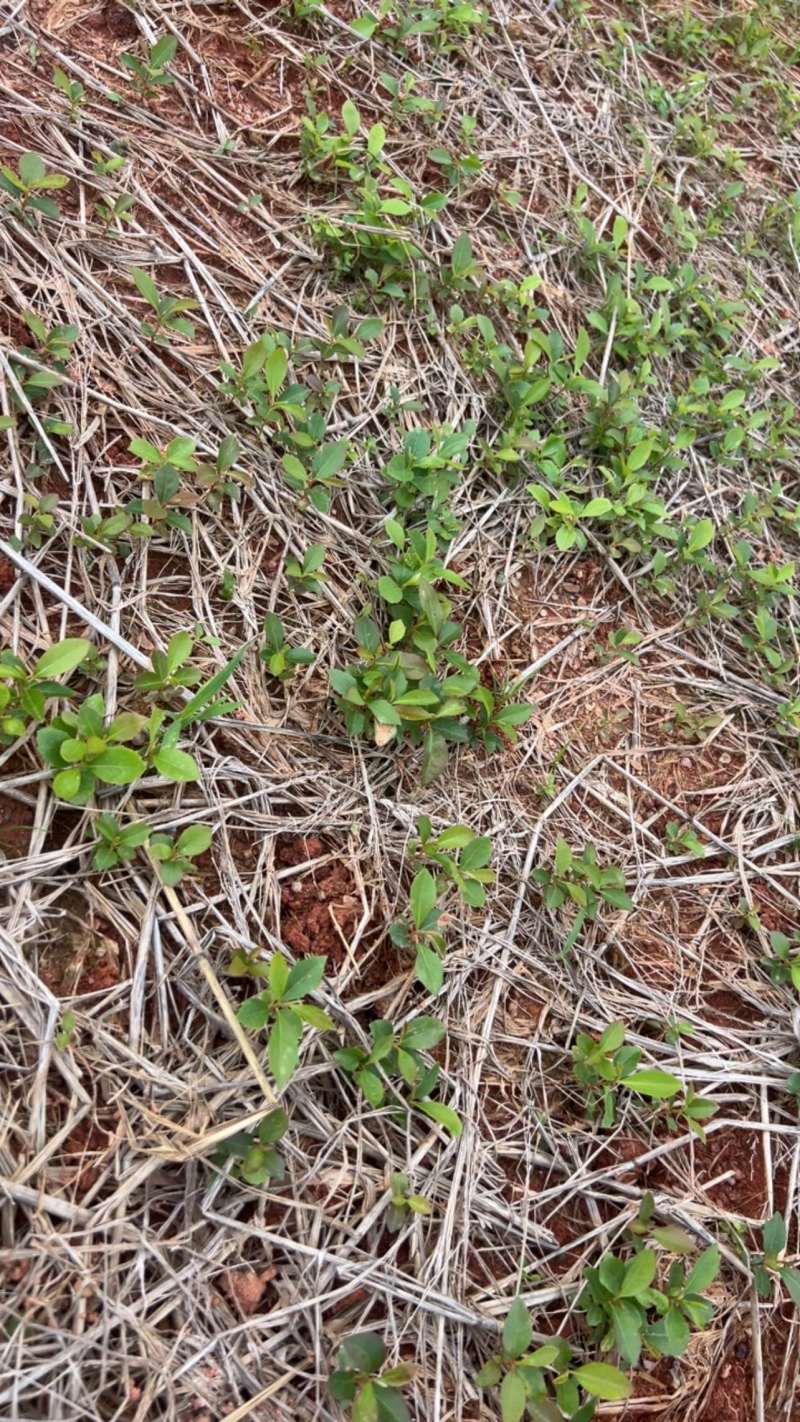 木荷芽苗奉新县邹家苗圃基地大量供应300万以上芽苗