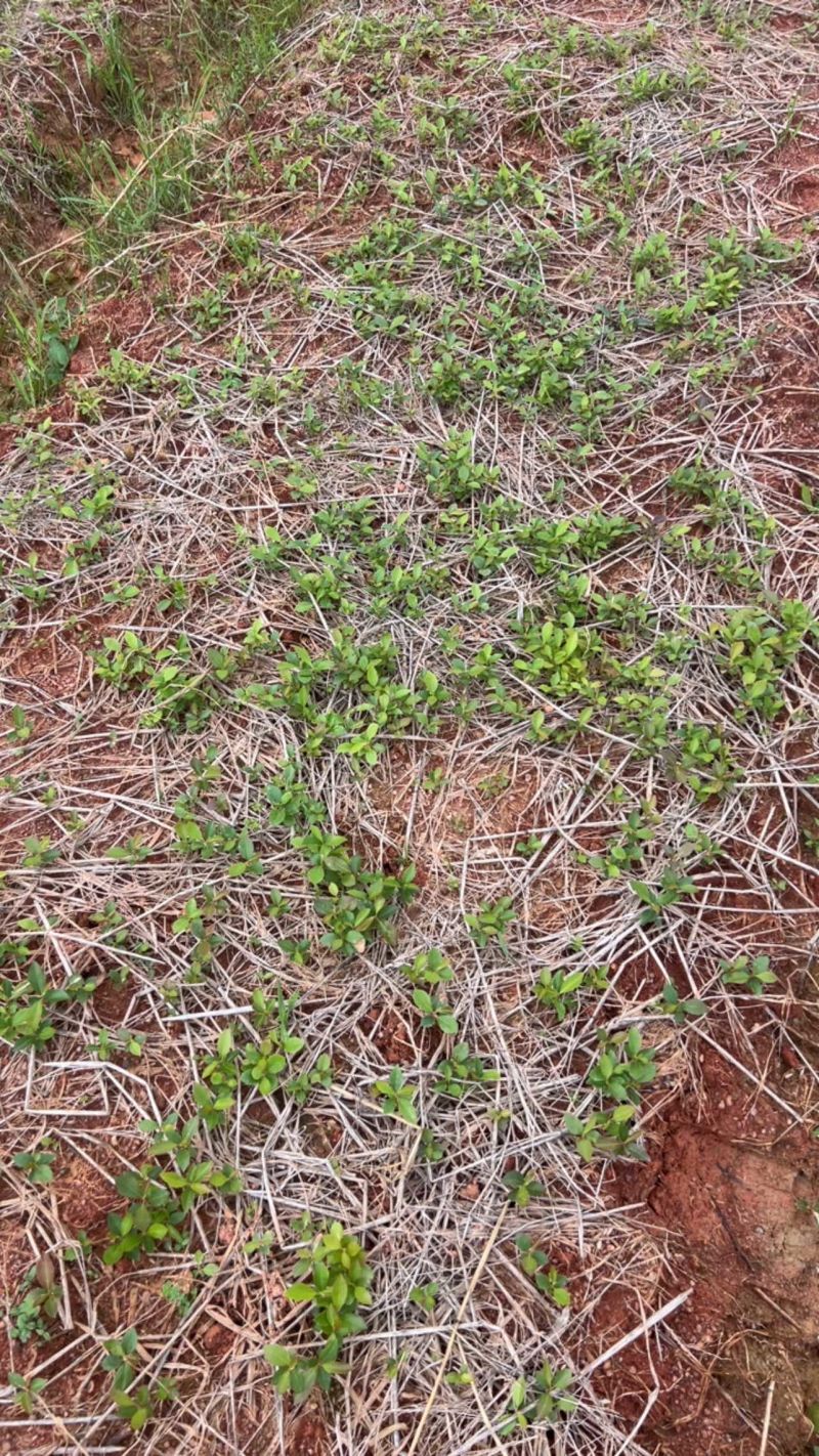 木荷芽苗奉新县邹家苗圃基地大量供应300万以上芽苗