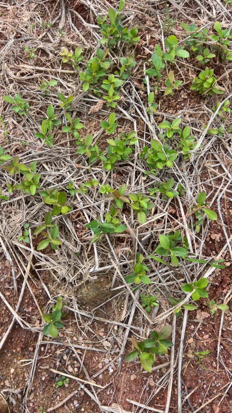 木荷芽苗奉新县邹家苗圃基地大量供应300万以上芽苗