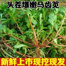 红杆马齿苋菜新鲜野生天然现挖马蜂菜长寿菜蚂蚁菜五行草食用