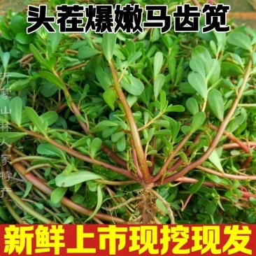 红杆马齿苋菜新鲜野生天然现挖马蜂菜长寿菜蚂蚁菜五行草食用