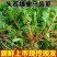 红杆马齿苋菜新鲜野生天然现挖马蜂菜长寿菜蚂蚁菜五行草食用