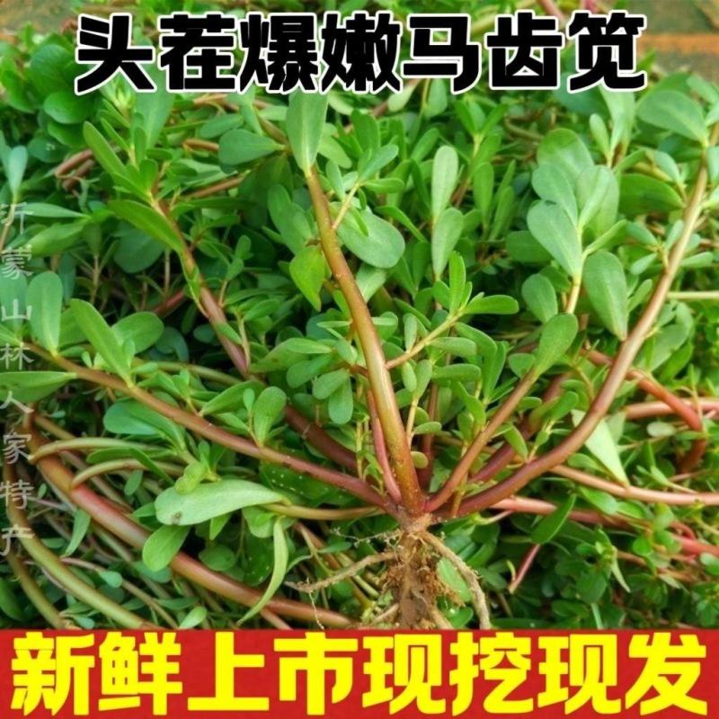 红杆马齿苋菜新鲜野生天然现挖马蜂菜长寿菜蚂蚁菜五行草食用