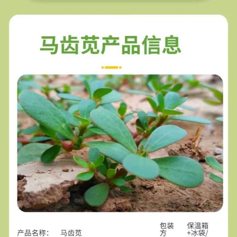 红杆马齿苋菜新鲜野生天然现挖马蜂菜长寿菜蚂蚁菜五行草食用