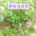 红杆马齿苋菜新鲜野生天然现挖马蜂菜长寿菜蚂蚁菜五行草食用