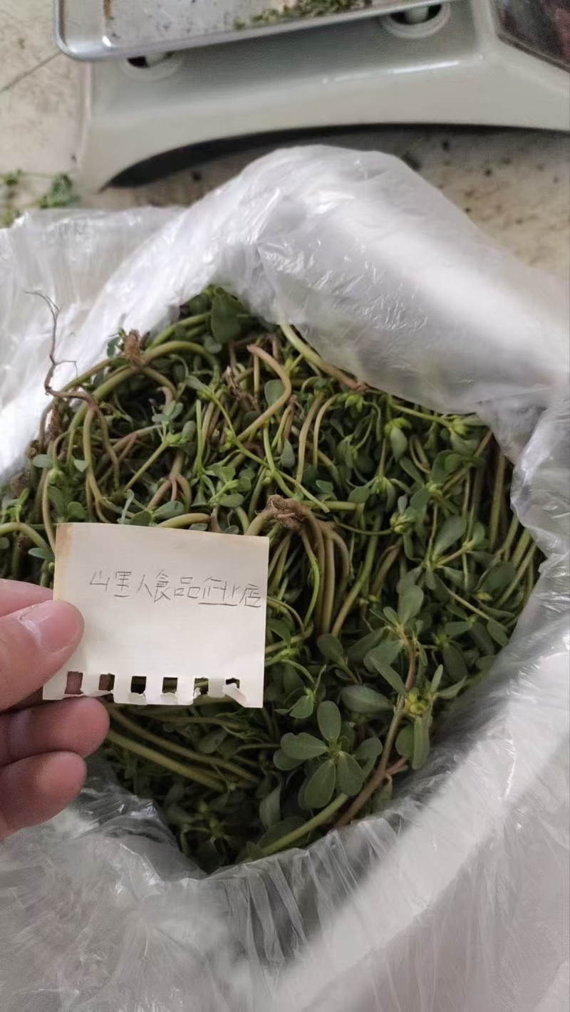 红杆马齿苋菜新鲜野生天然现挖马蜂菜长寿菜蚂蚁菜五行草食用